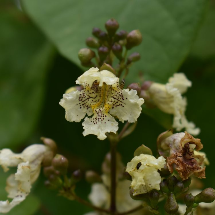 Catalpa ovata