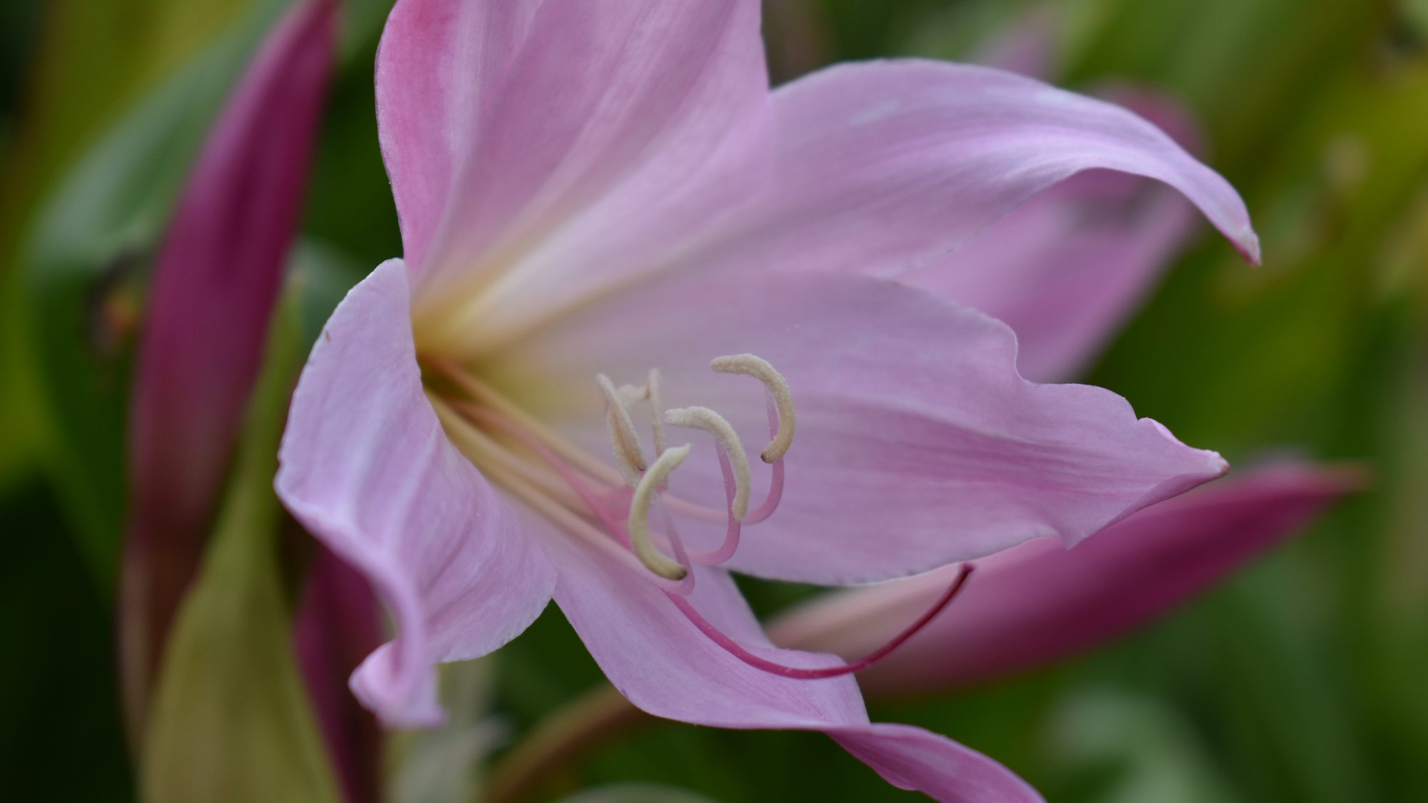 Crinum x powellii