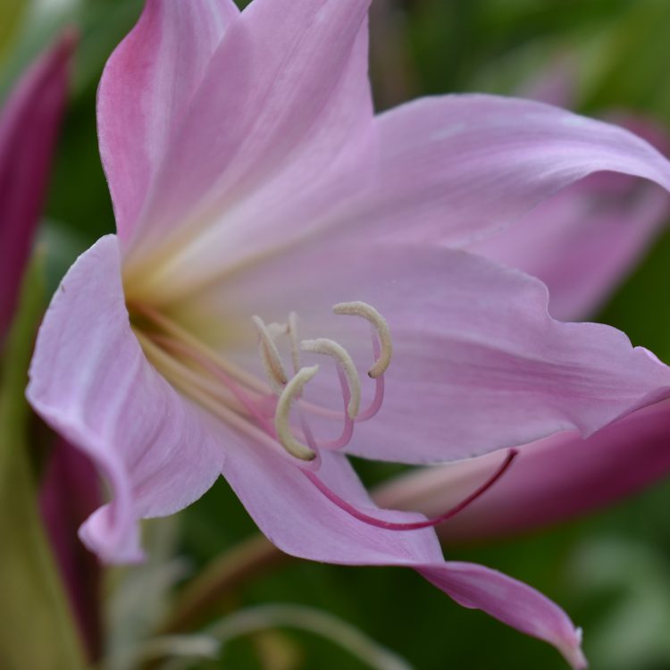 Crinum x powellii
