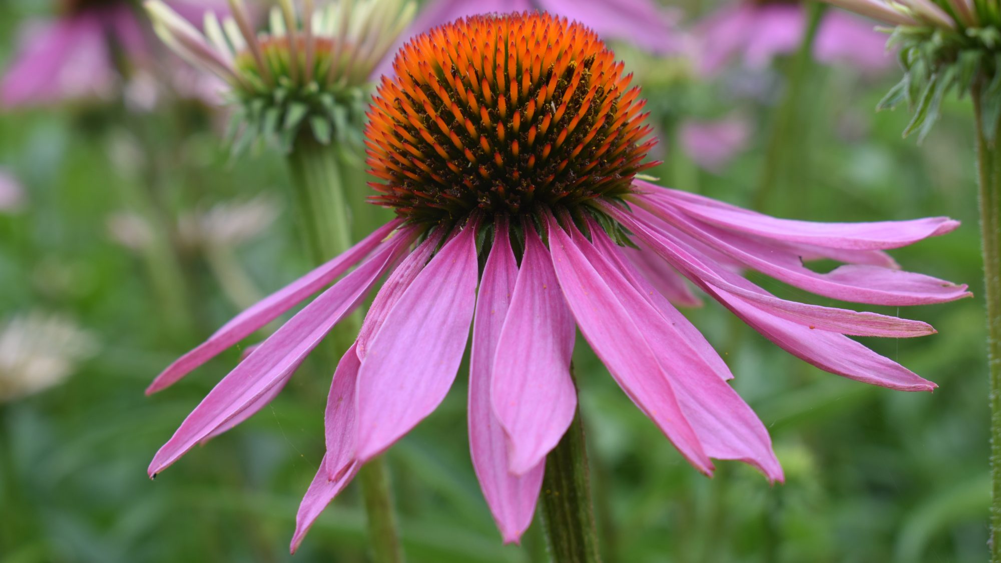 Pink daisy with central orange hub.