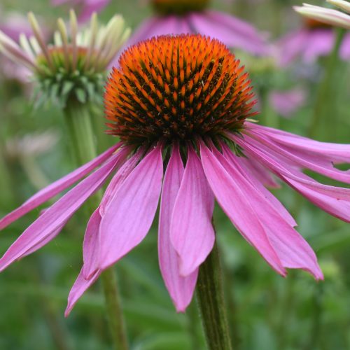 Purple Coneflower