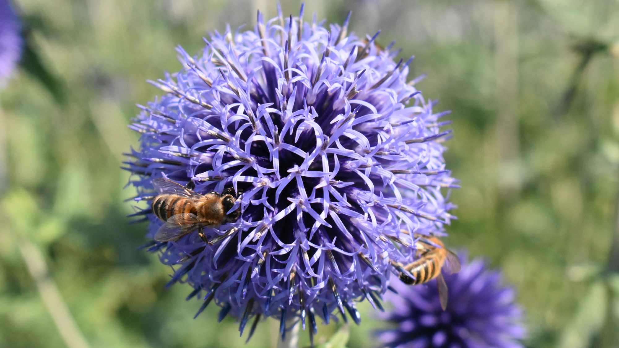 Echinops ritro