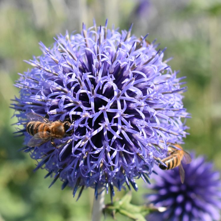 Echinops ritro