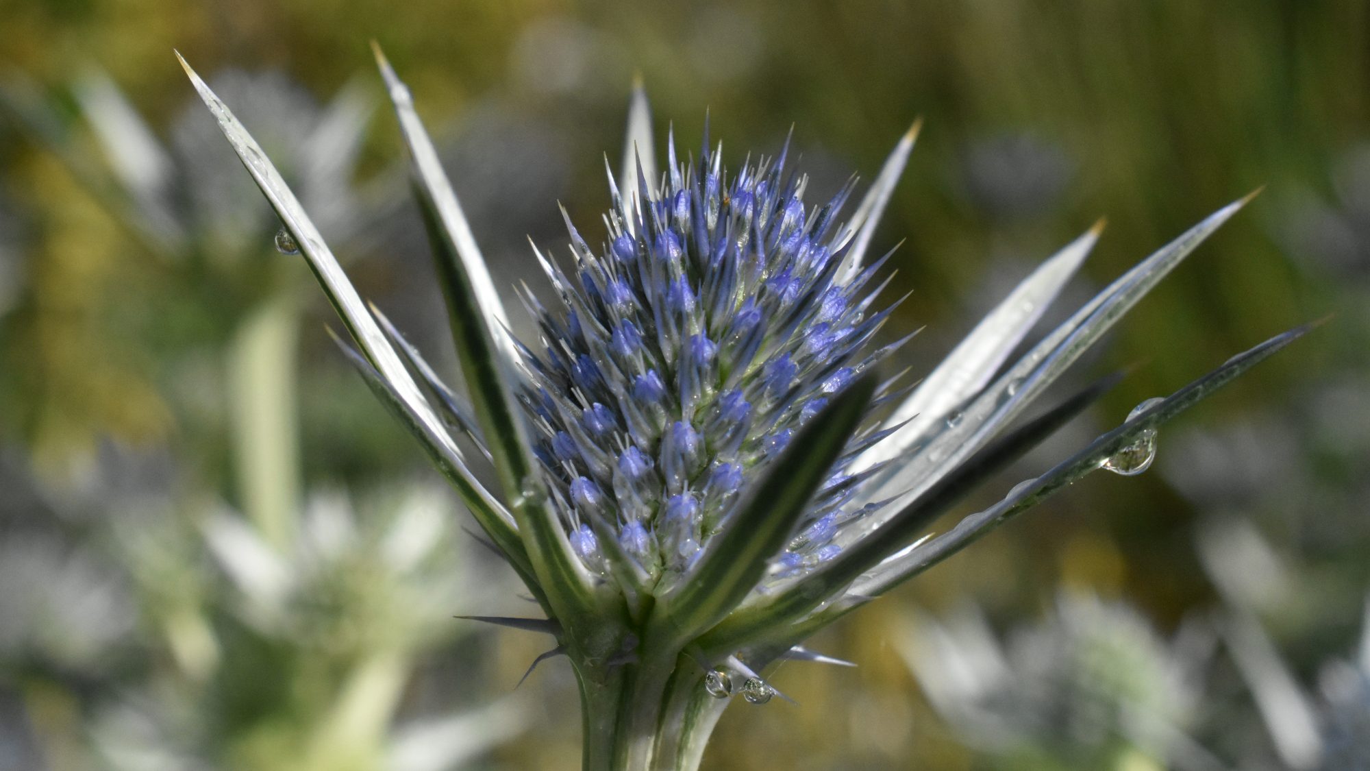 Spiny, thistle-like flower with brilliant blue flowers and metallic-coloured bracts.