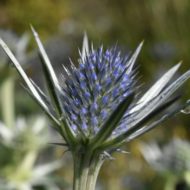 Eryngium bourgatii