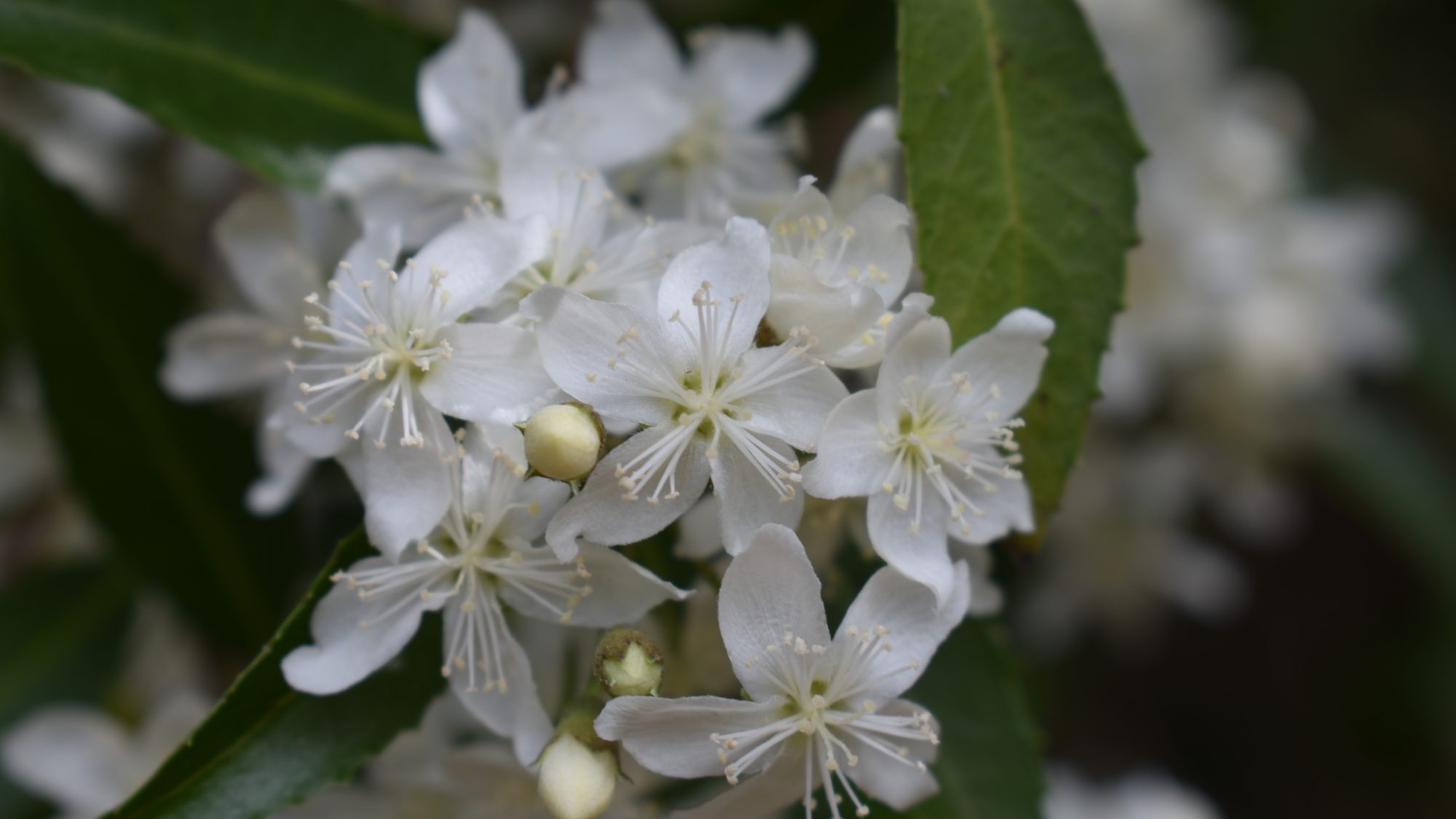 Hoheria 'Borde Hill'