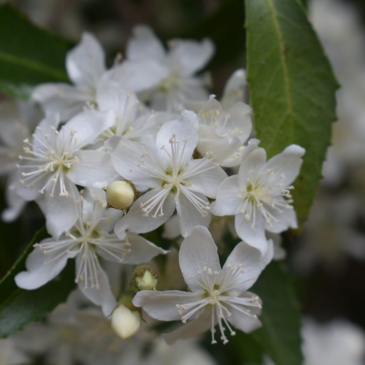 Hoheria ‘Borde Hill’