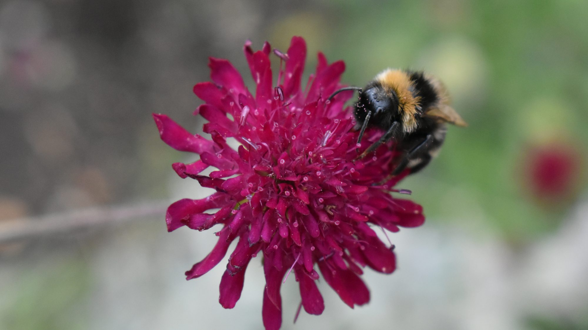 Knautia macedonica
