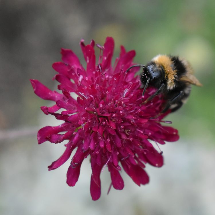 Knautia macedonica