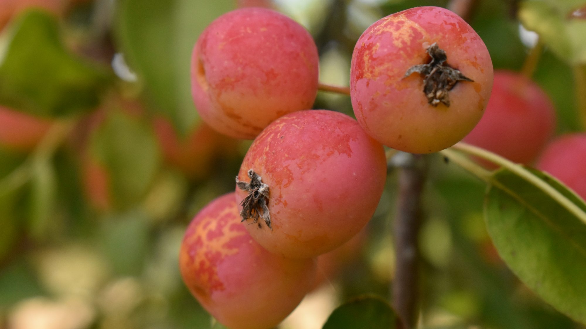 Malus x robusta