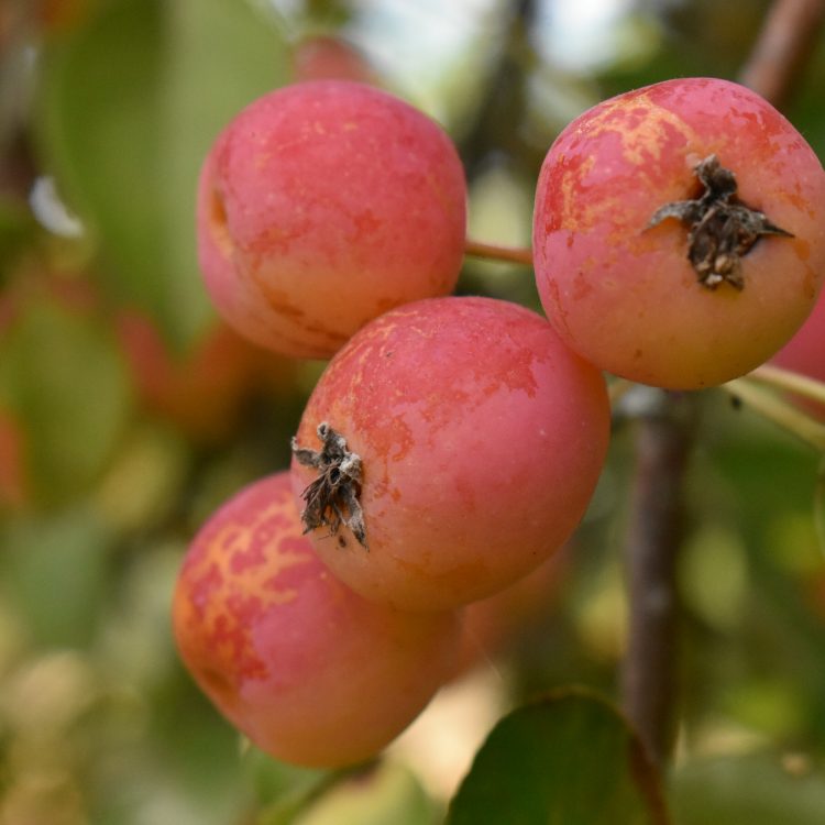Malus x robusta