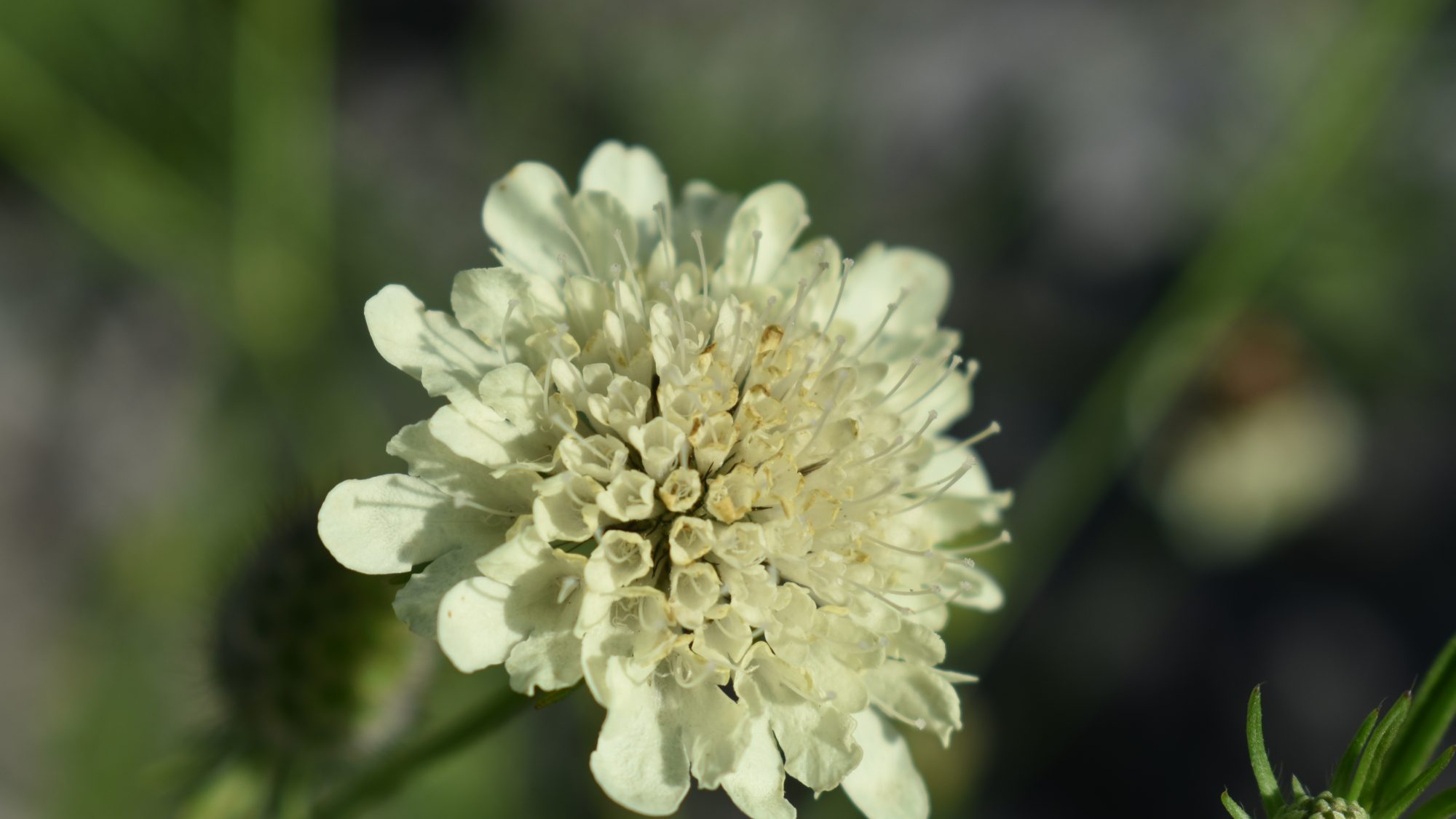 Cream-yellow pincushion-like flower