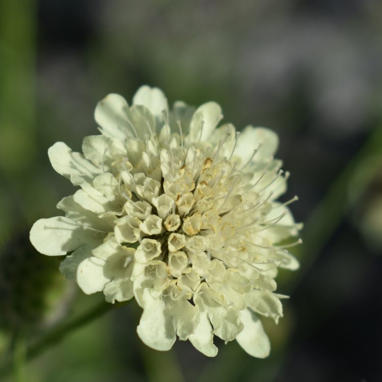 Scabiosa ochroleuca