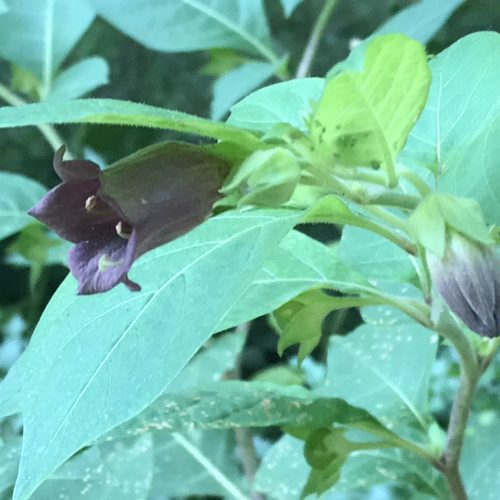 Deadly Nightshade