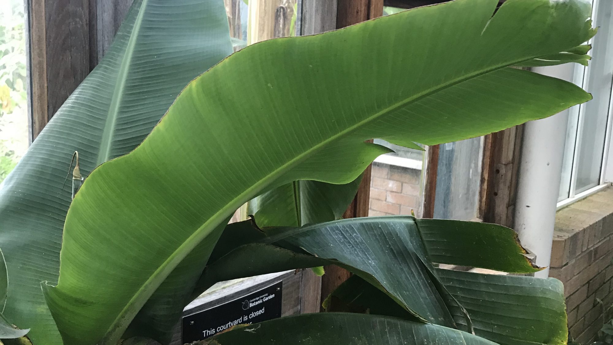Large green leaves of the banana plant.