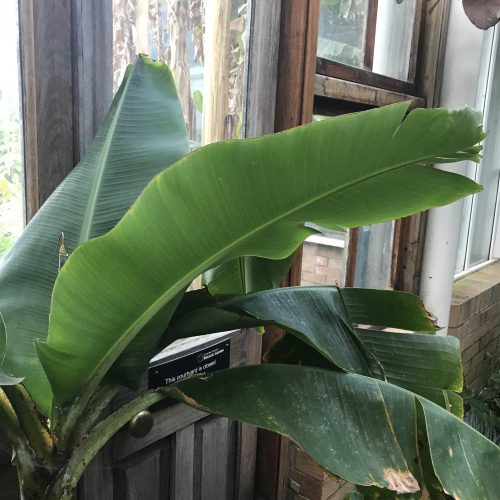 Banana