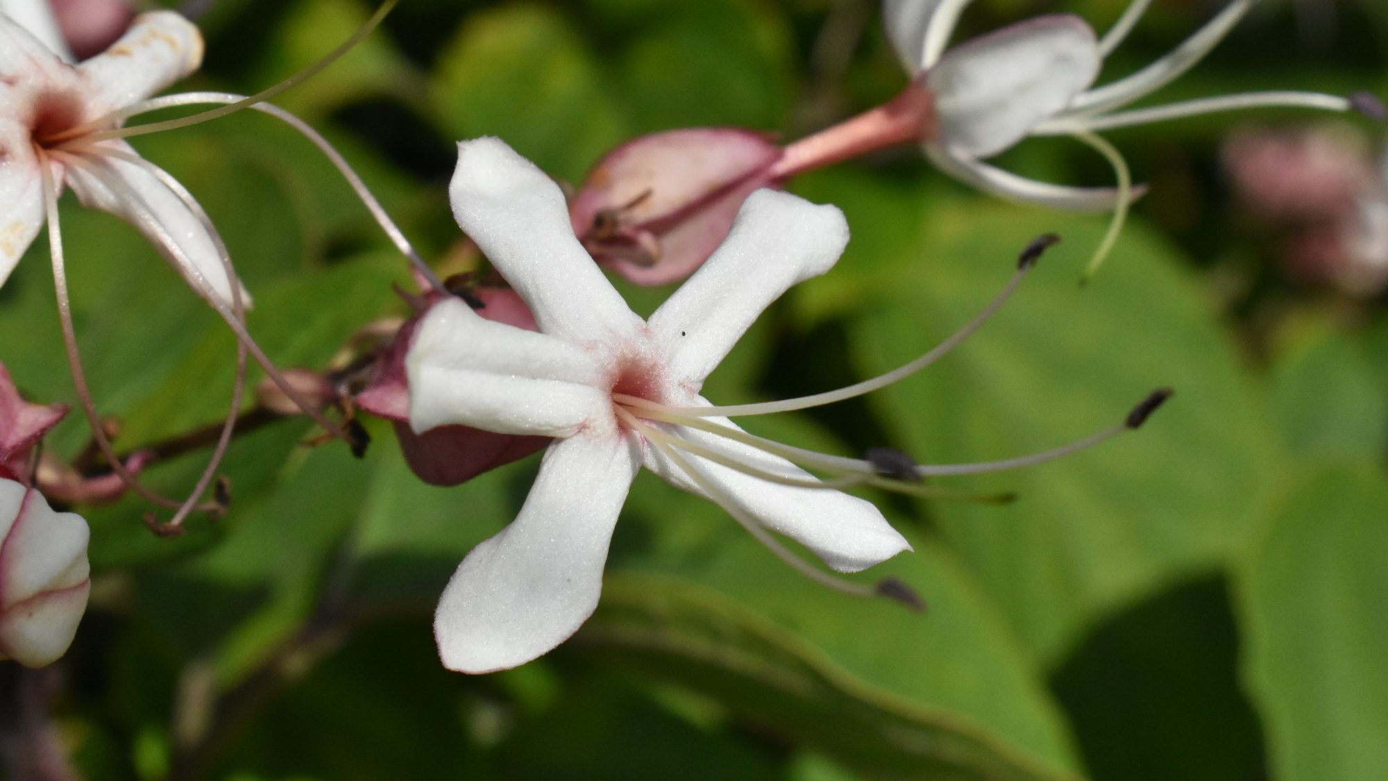 Clerodendrum trichotomum