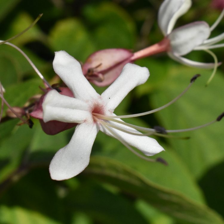 Clerodendrum trichotomum