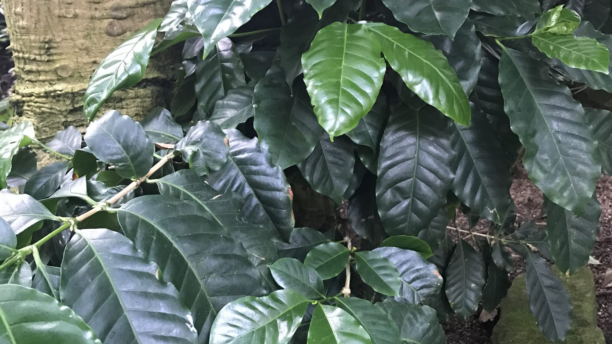 Shiny green leaves of the coffee plant.