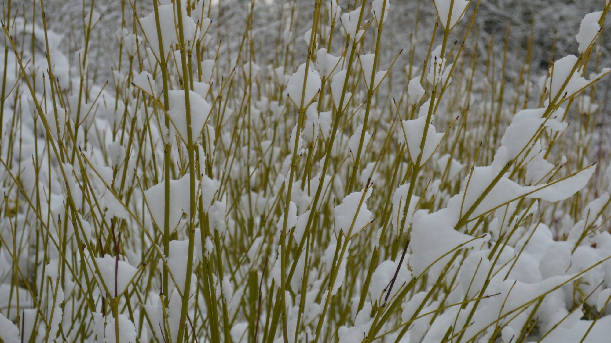 Dogwood stems in the Winter Garden, covered in snow.