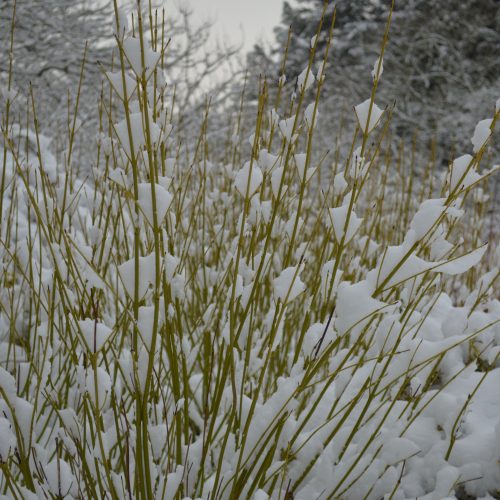 Dogwood