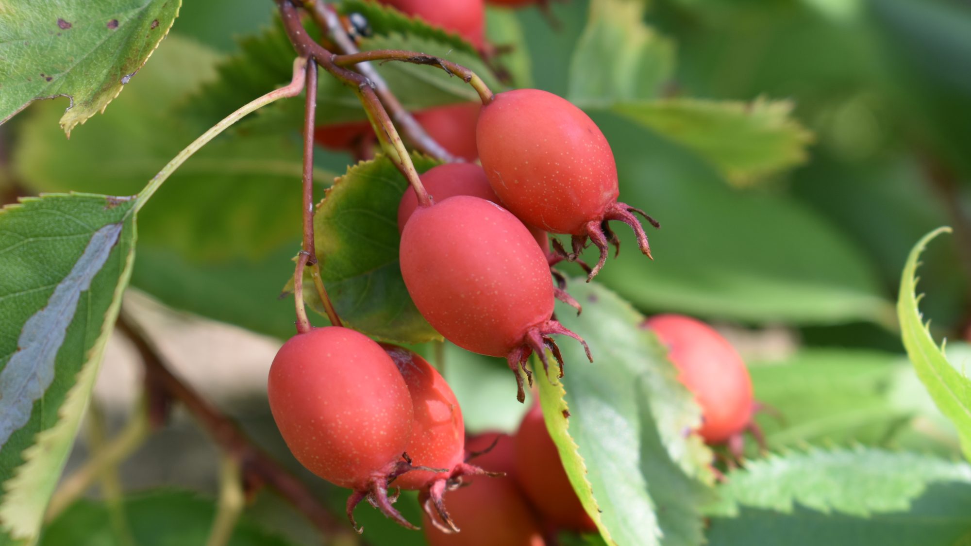 Crataegus homesiana