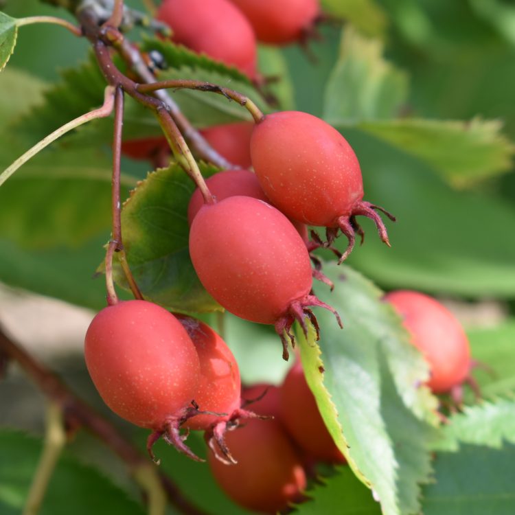 Crataegus holmesiana