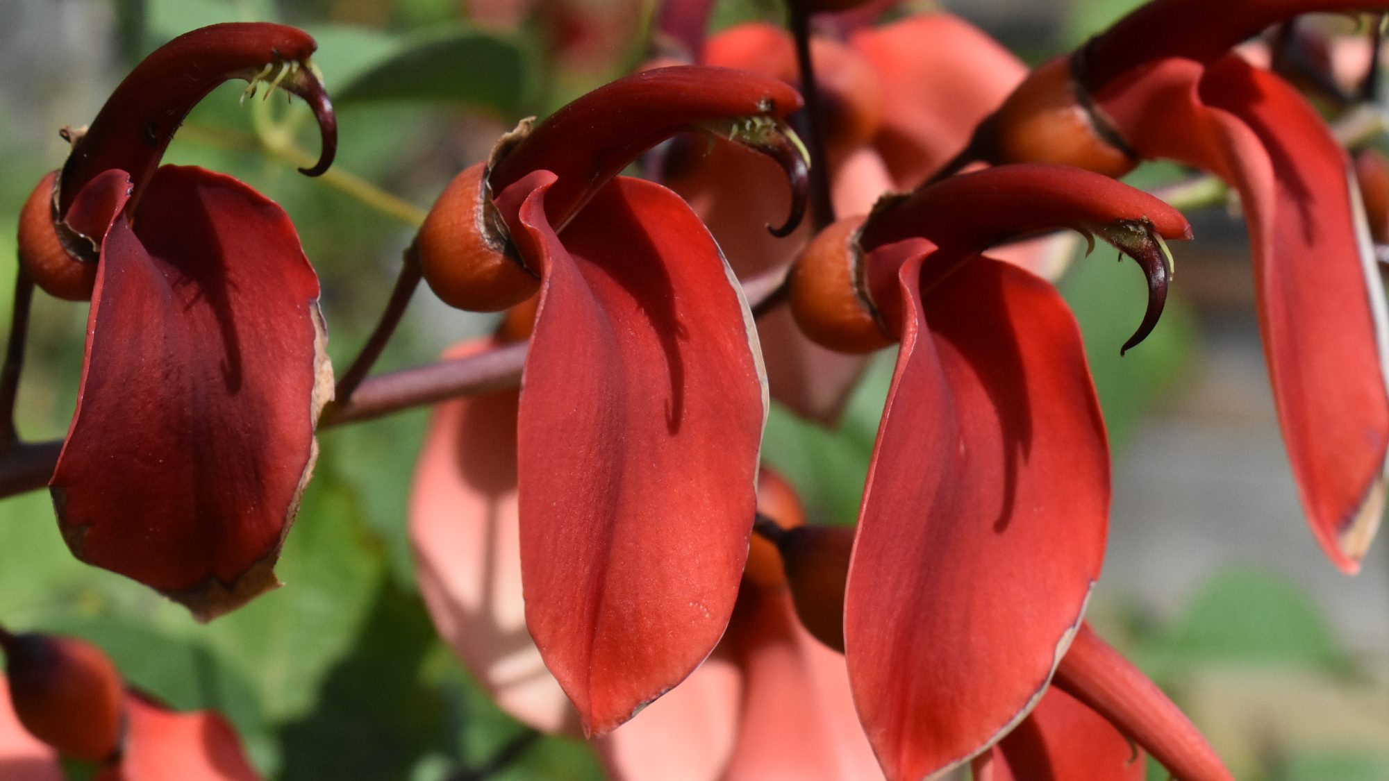 Scarlet pea-like flowers.