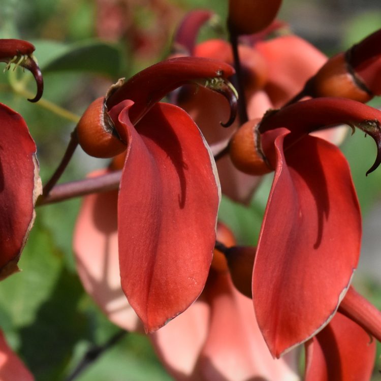 Erythrina crista-galli
