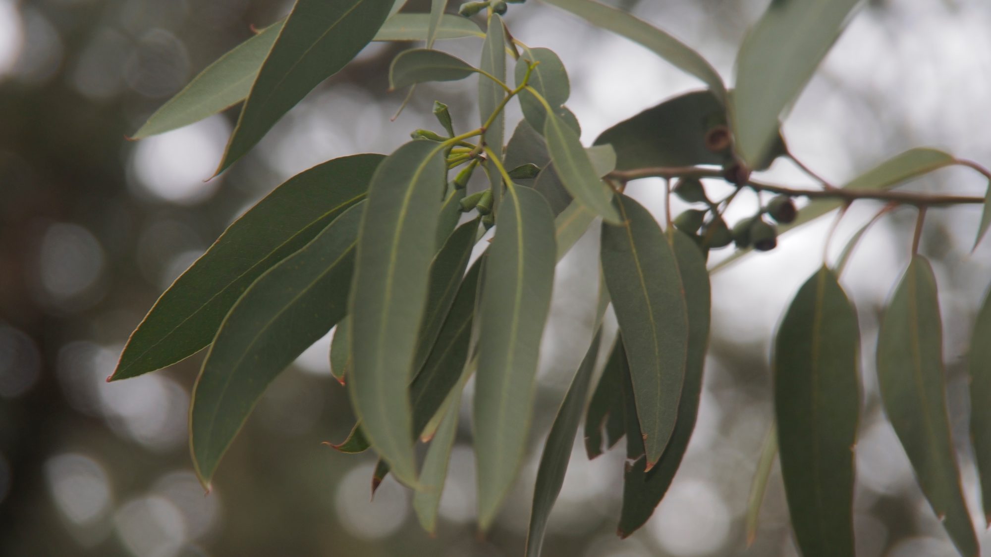 Greyish-green eucalyptus leaves.