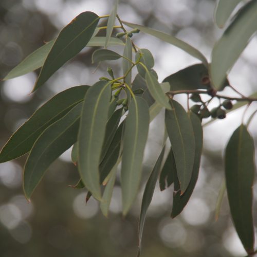 Eucalyptus sp.