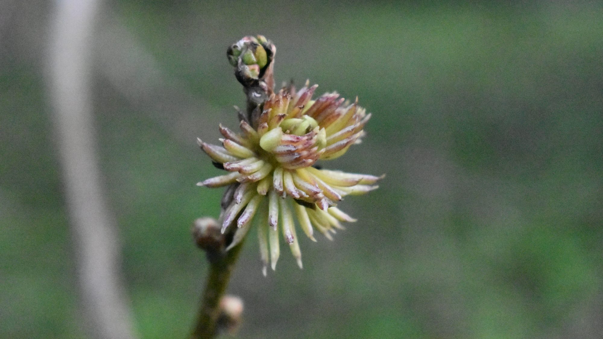 Many-petalled, green-brown flower. 