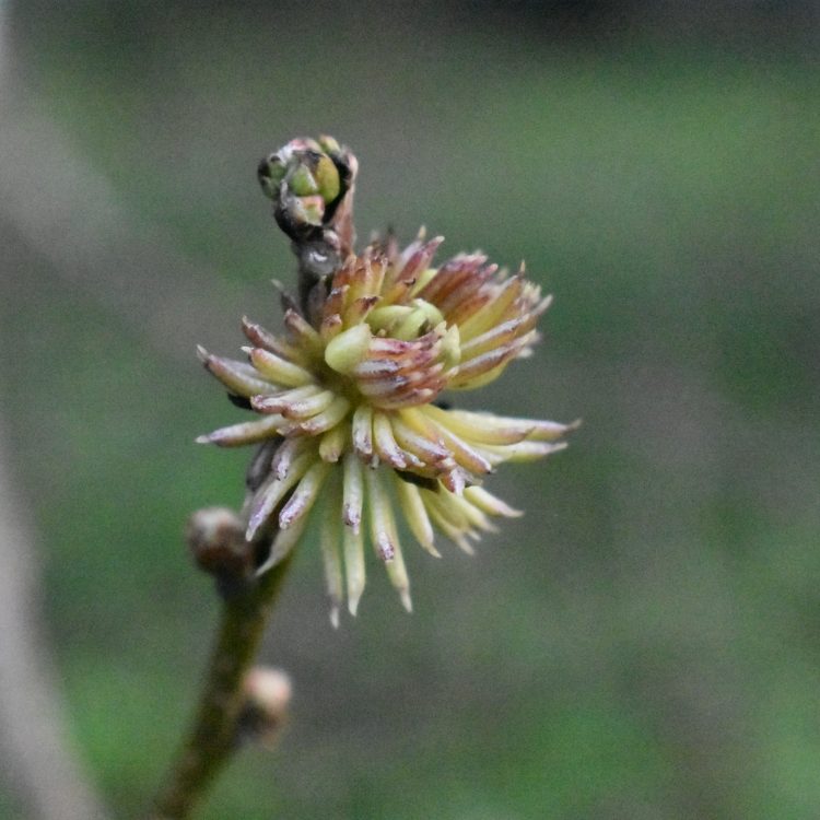 Eucommia ulmoides
