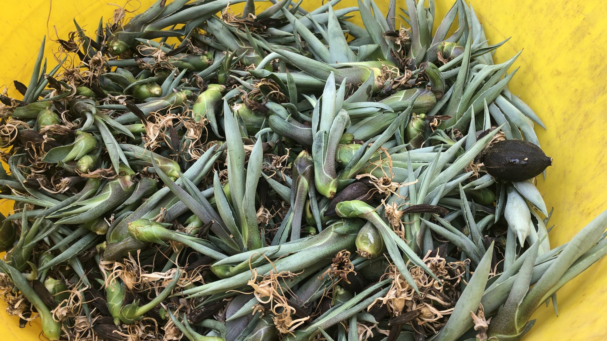 Agave flowers and seeds