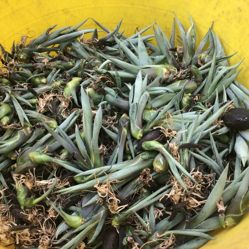 The Giant Agave Flower – what happened next …