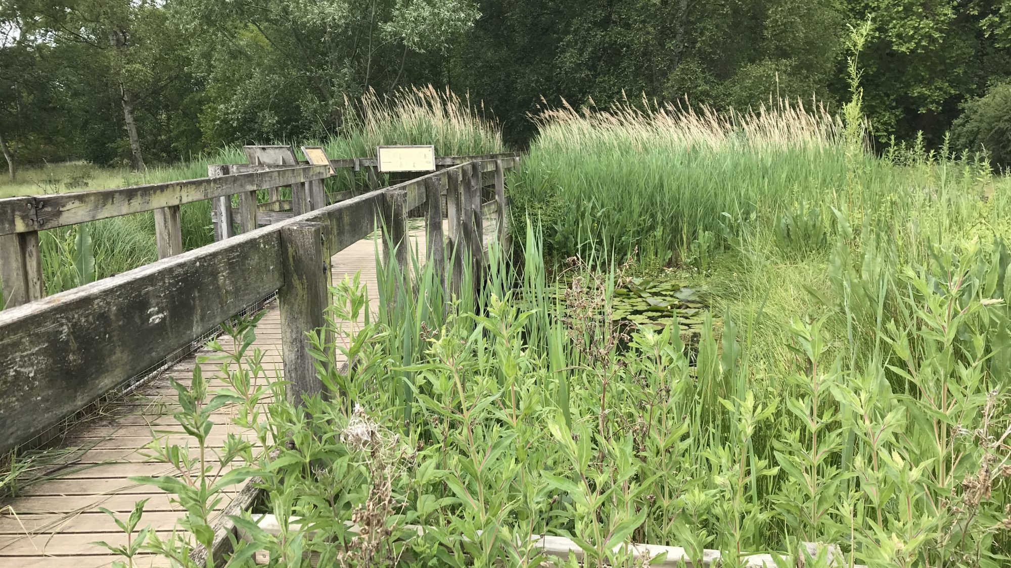 The Fen Display in the Botanic Garden with a bridge over reeds and water.