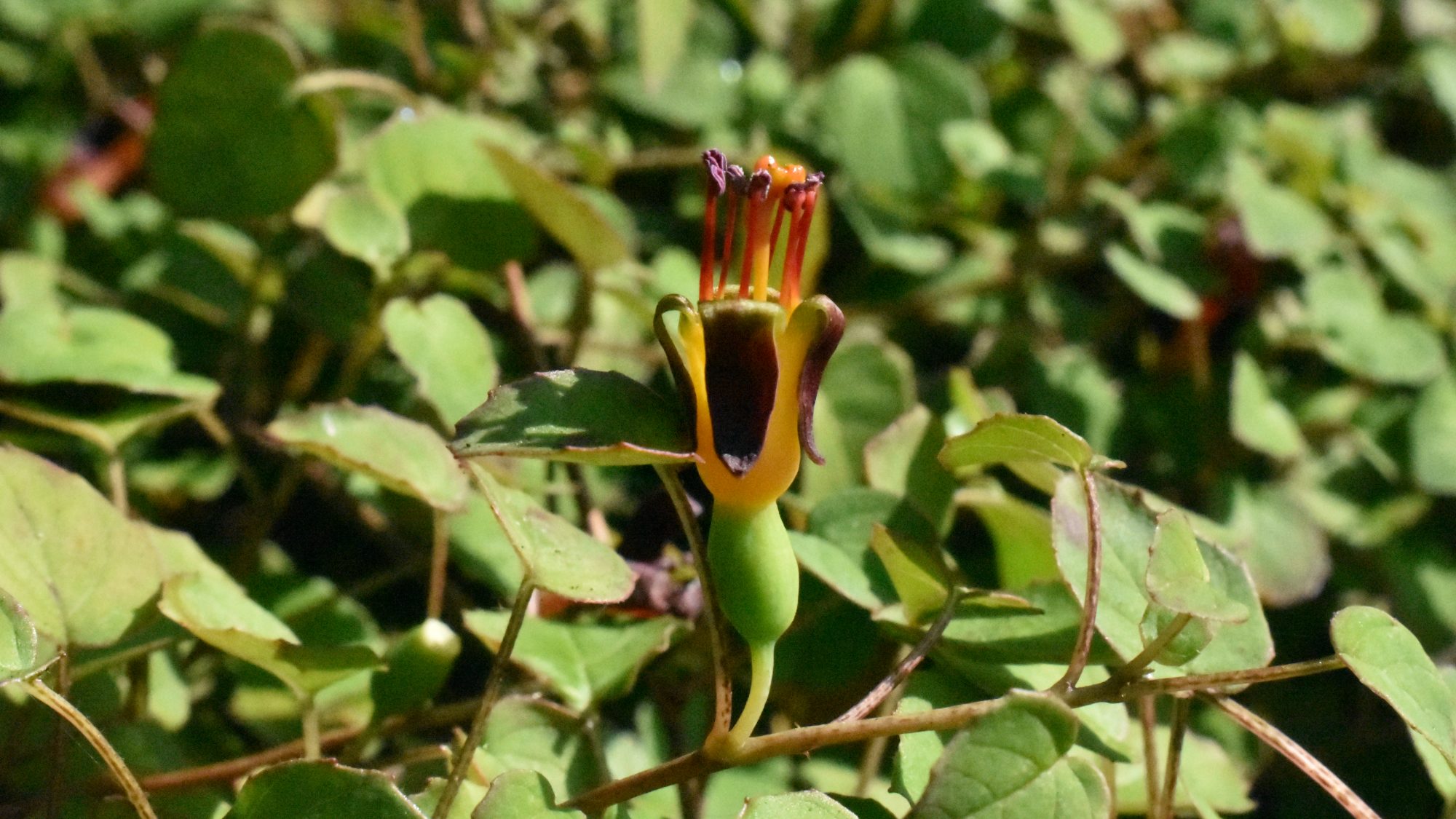 Erect purple, red, yellow flower amid a mass of leaves