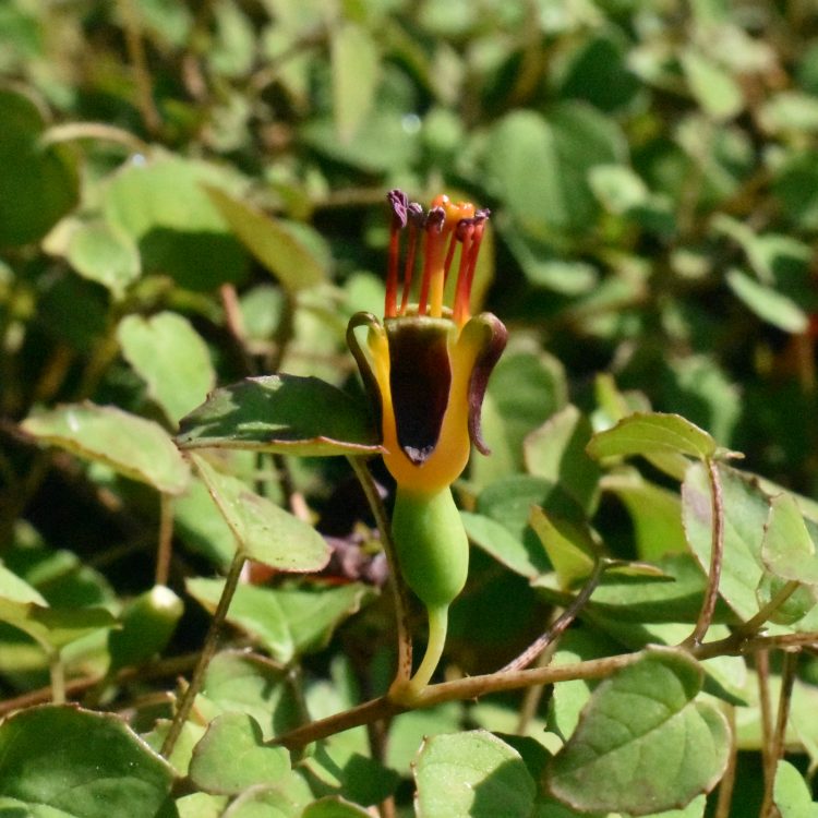 Fuchsia procumbens