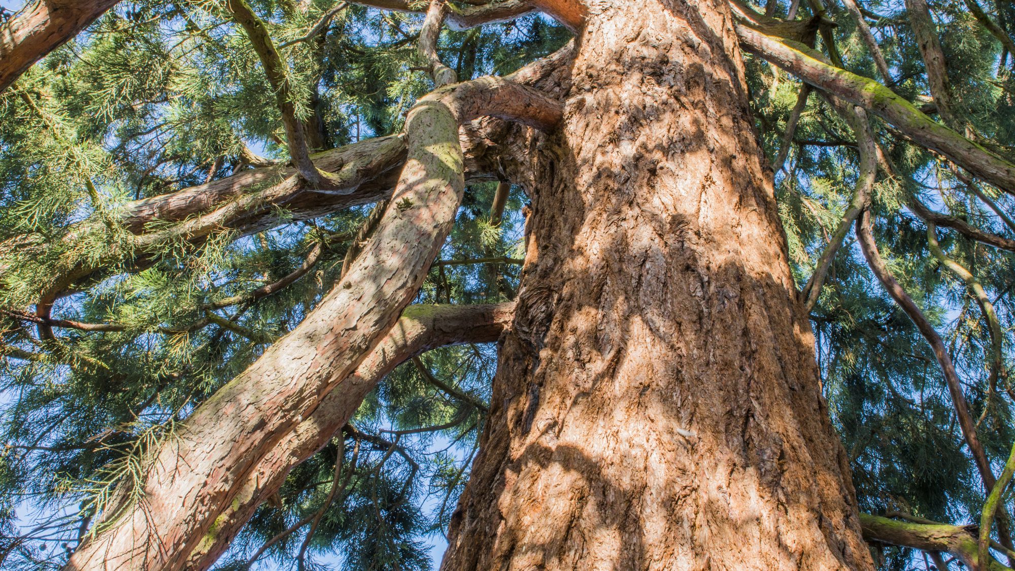 View of a tall redwood tree's trunk, looking upwards into an entanglement of branches and leaves.