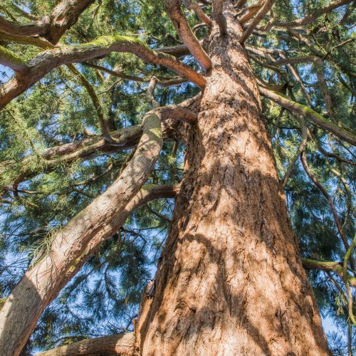 Giant Redwood