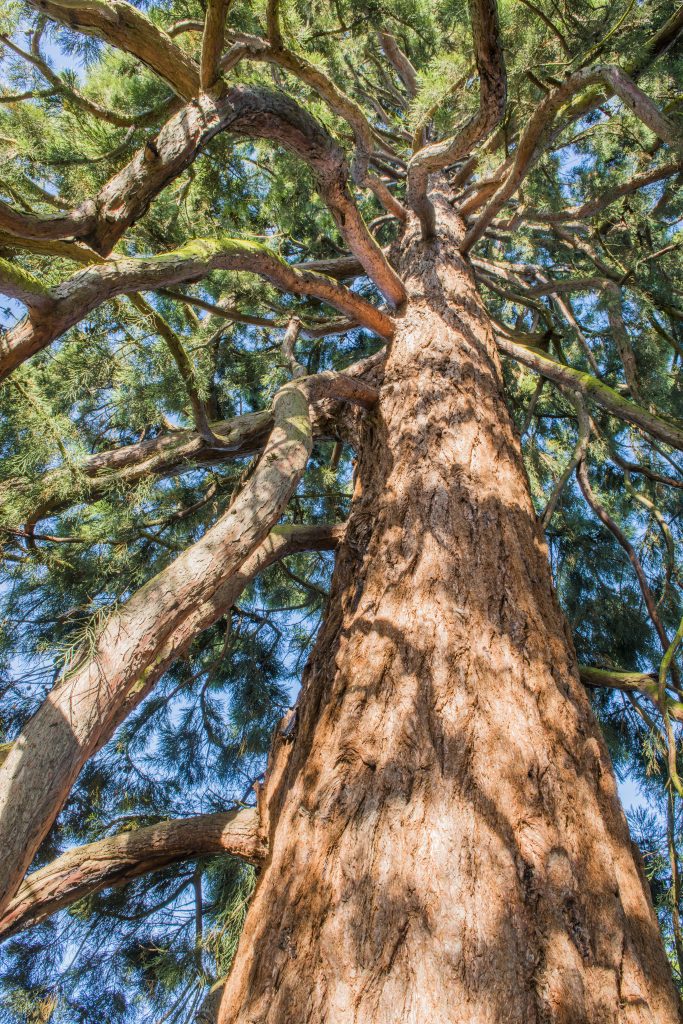 view up the trunk of a giant redwood tree