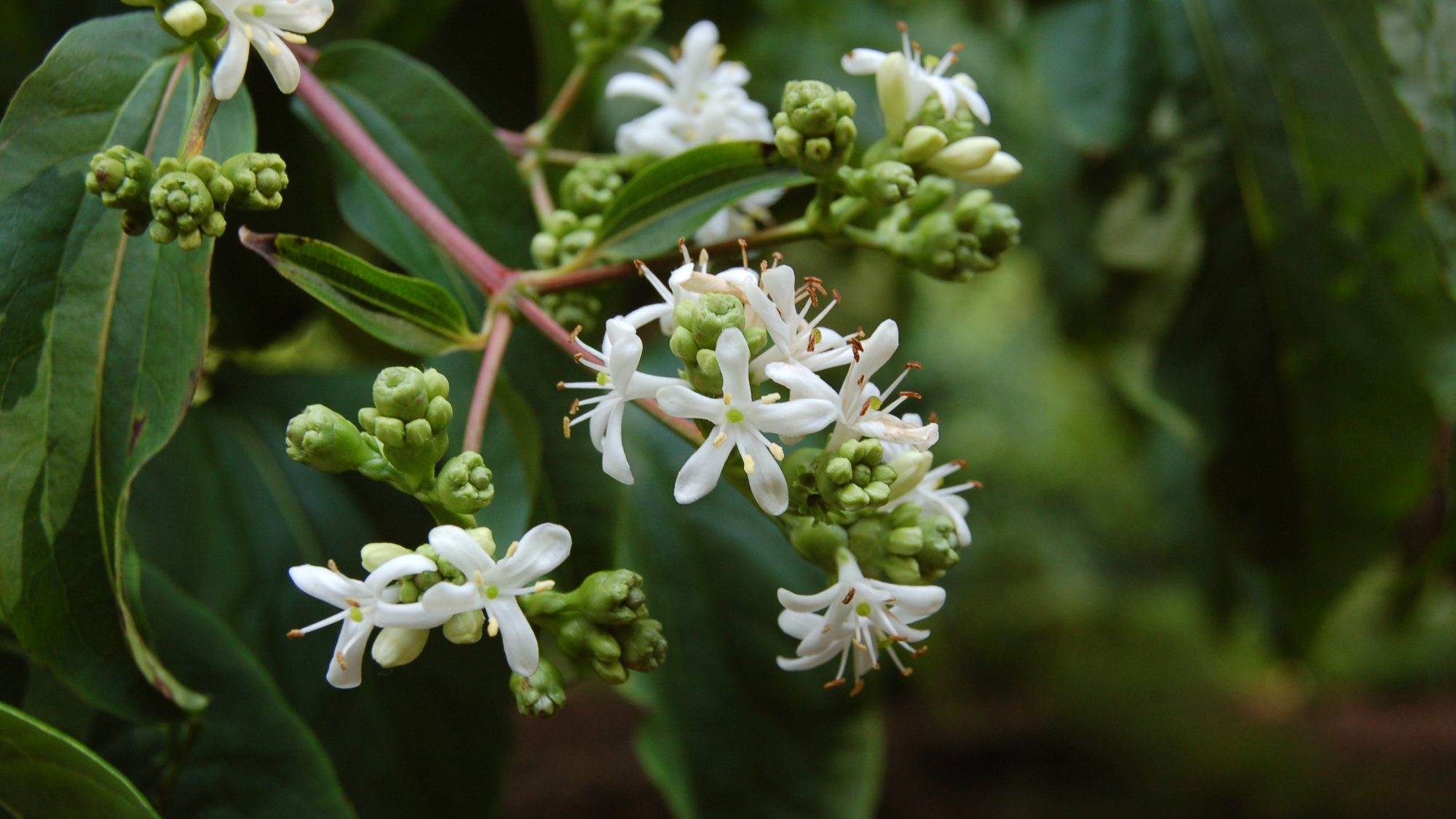 Heptacodium miconiodes