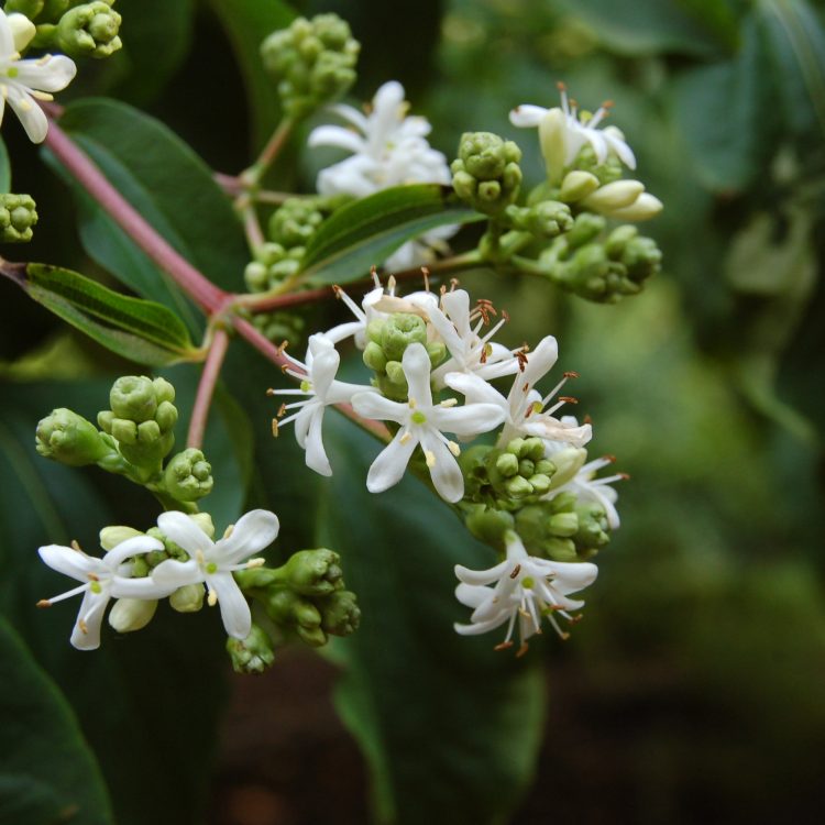 Heptacodium miconioides