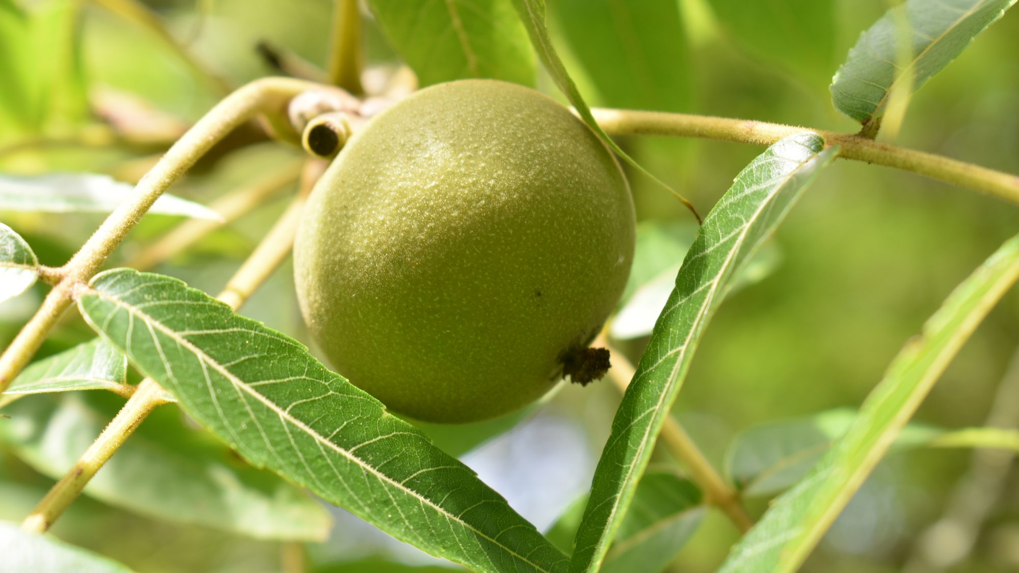 Juglans major