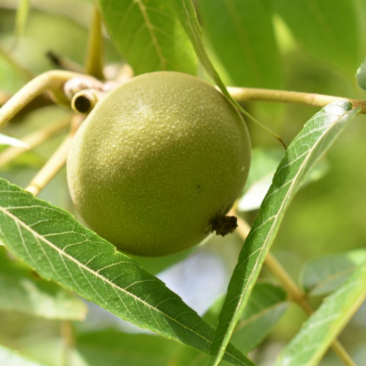 Juglans major