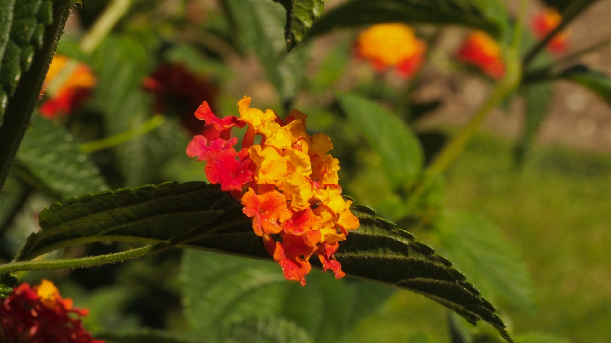 Small, bright orange flowers of the Lantana plant.
