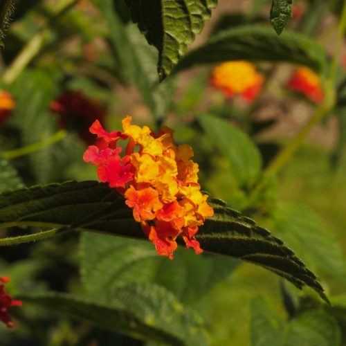 Plants and Climate Change
