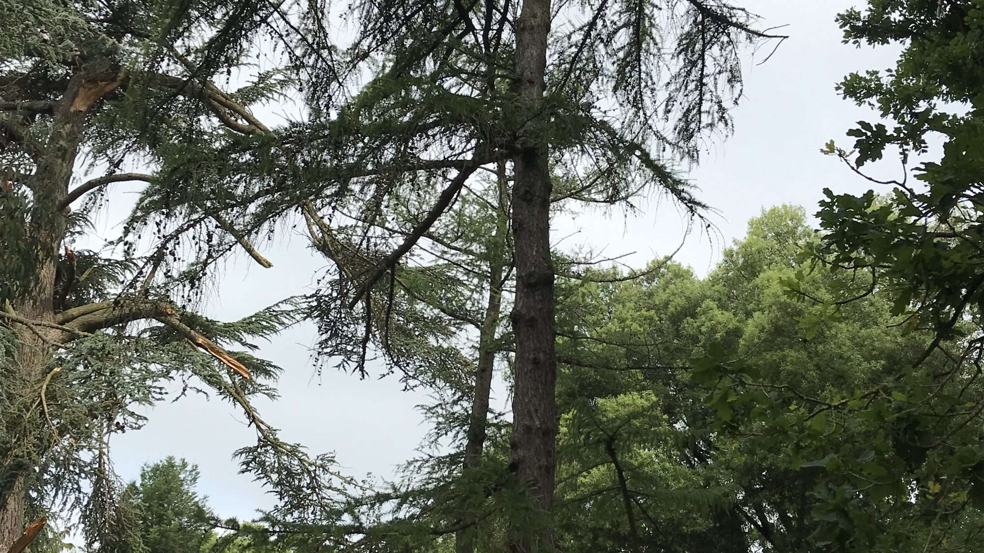 The tall, coniferous larch tree.