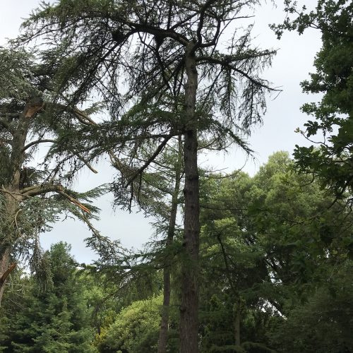 Larch