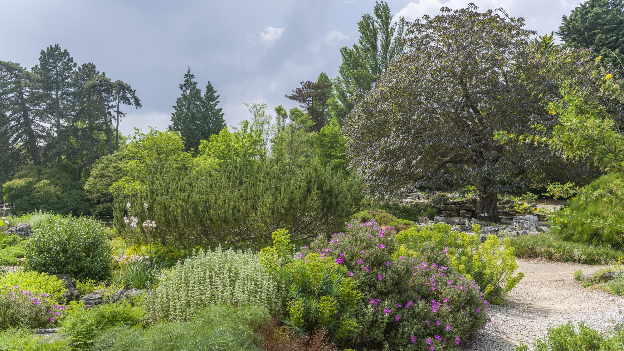 The Mediterranean beds with lots of bright green shrubs and a gravel path.